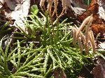 Ground Pine (Lycopodium digitatum), leaf