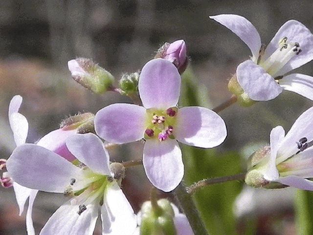 Purple Cress (Cardamine douglassii)