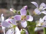 Purple Cress (Cardamine douglassii), flower