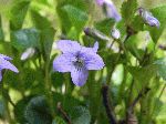 Dog Violet (Viola labradorica), flower