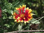 Great Blanket Flower (Gaillardia aristata), flower