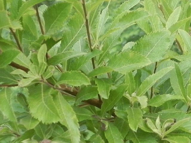 Narrowleaf Meadowsweet (Spiraea alba)