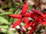 Fire Pink (Silene virginica), flower