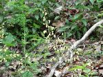 Alumroot (Heuchera americana), flower