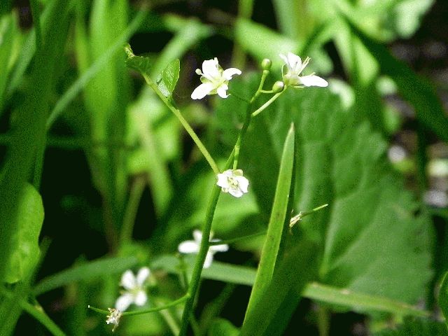 Mountain Watercress (Cardamine rotundifolia)