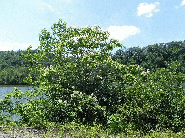 Northern Catalpa Tree (Catalpa speciosa)