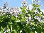 Northern Catalpa Tree (Catalpa speciosa), flower
