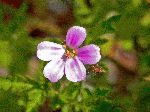 Herb Robert (Geranium robertianum), flower