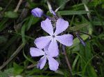 Wild Blue Phlox (Phlox divaricata), flower