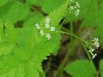 Sweet Cicely (Osmorhiza clayton), flower