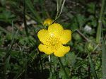 Common Buttercup (Ranunculus acris), flower