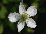 Thimble weed (Anemone virginiana), flower