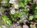 Click for details Mouse-ear Chickweed