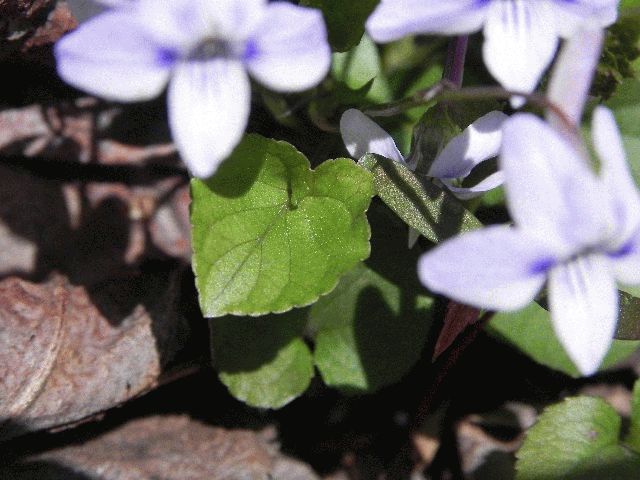 Long-Spurred Violet (Viola rostrata)