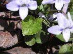 Long-Spurred Violet (Viola rostrata), leaf