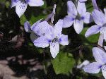 Long-Spurred Violet (Viola rostrata), flower