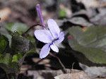Long-Spurred Violet (Viola rostrata), tech