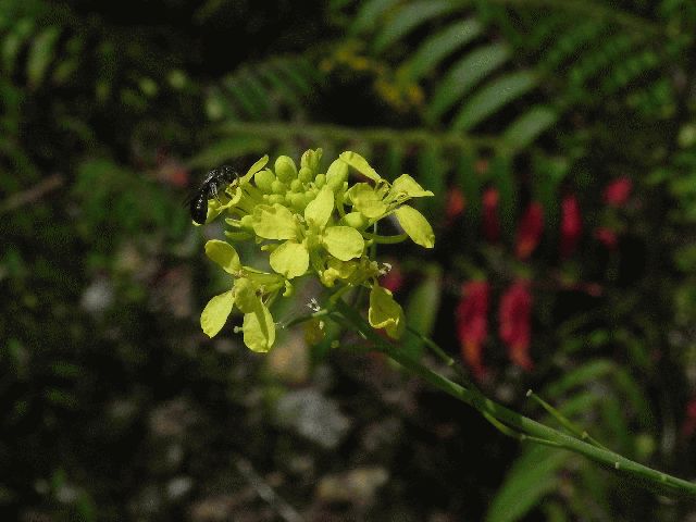 White Mustard (Sinapis alba)