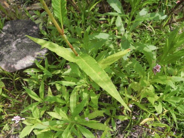 Pennsylvania Smartweed (Polygonum pensylvanicum L.)