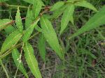 Water Pepper (Polygonum hydropiper), leaf