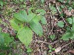 Virginia Smartweed (Polygonum virginianum), leaf