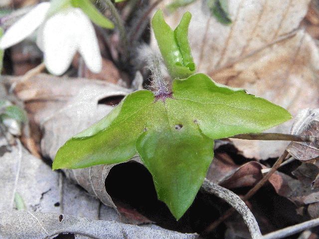 Sharp-Lobed Hepatica (Anemone acutiloba)