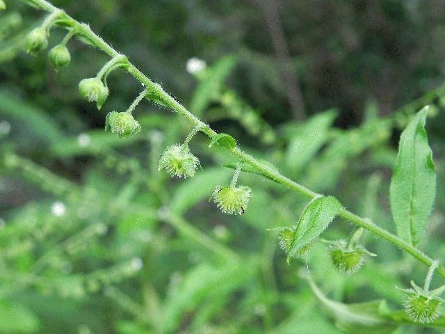 Virginia Stickseed (Hackelia virginiana)