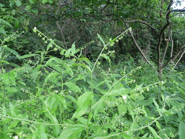 Virginia Stickseed (Hackelia virginiana)