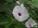 Wild Potato Vine (Ipomoea pandurata), flower