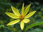 Tall Sunflower (Helianthus giganteus), flower