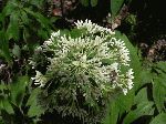 Hollow Joe-Pye Weed (Eupatorium fistulosum), flower