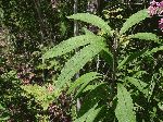 Hollow Joe-Pye Weed (Eupatorium fistulosum), leaf