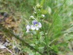 Thyme-Leaved Speedwell
