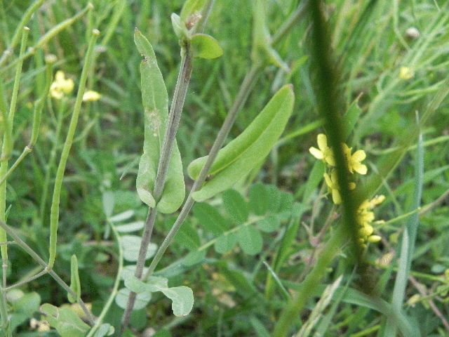 Field Mustard (Brassica rapa)