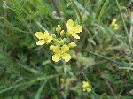 Field Mustard (Brassica rapa), flower