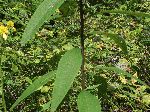 Tall Ironweed (Vernonia altissima), leaf