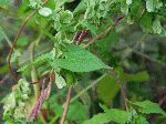 Climbing False Buckwheat (Polygonum scandens), leaf