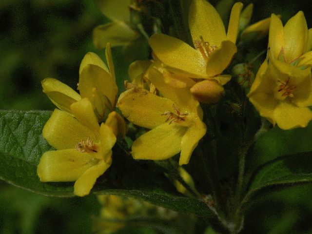 Garden Loosestrife (Lysimachia vulgaris)