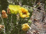 Prickly Pear (Opuntia humifusa), flower