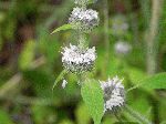 Hairy Wood-Mint (Blephilia hirsuta), flower