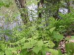 Miterwort (Mitella diphylla), tech