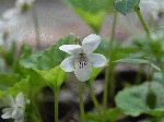 Sweet White Violet (Viola blanda), flower