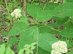 Wild Hydrangea (Hydrangea arborescens), leaf