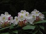 Great Laurel (Rhododendron maximum), flower