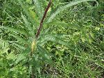 Fireweed (Chamerion angustifolium), leaf