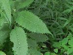 Sweet Joe-Pye Weed (Eupatorium purpureum), leaf