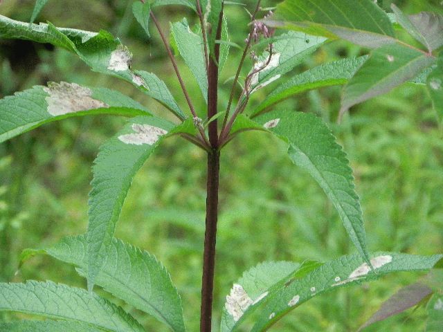 Spotted Joe-Pye Weed (Eupatorium maculatum)