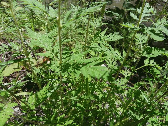 Common Ragweed (Ambrosia artemissiifolia)