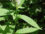 Wood Sage (Teucrium canadense), leaf