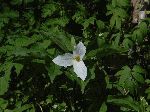 Large-Flowered Trillium (Trillium grandiflorum), flower